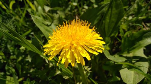 Close-up of yellow flowering plant