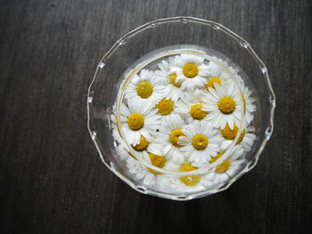 High angle view of daisies on table