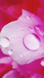 Close-up of raindrops on pink rose flower