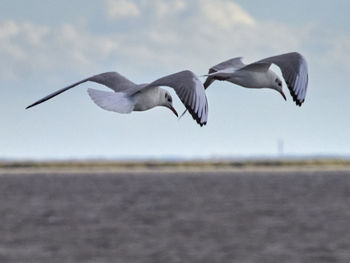 Seagull flying over sea