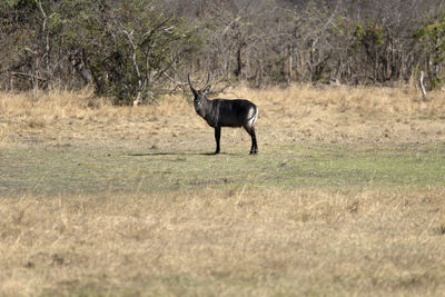 Side view of a waterbuck on field