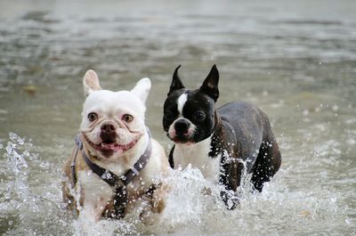 Portrait of dogs running in water