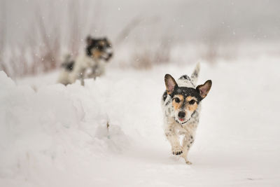 Portrait of dog on snow covered land