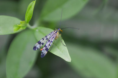 Close-up of butterfly on leaf