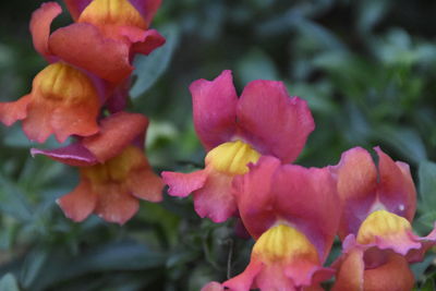 Close-up of pink flowers blooming outdoors