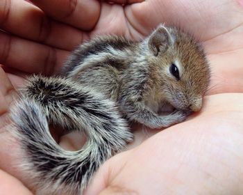 Cropped hand of person holding young squirrel