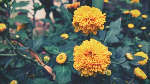 Close-up of yellow flowers blooming outdoors