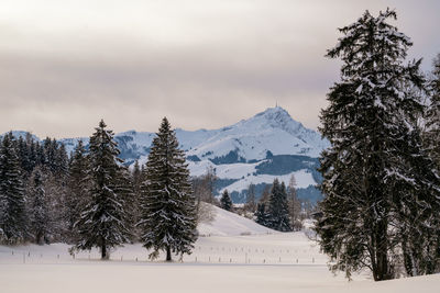 Trees on snow covered landscape against sky