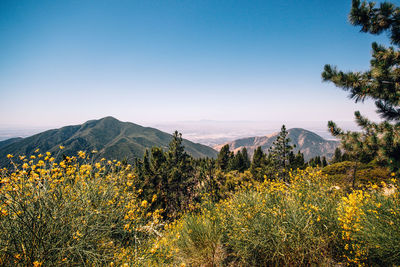 Plants growing on landscape against clear blue sky