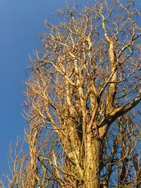 Low angle view of bare trees against blue sky