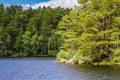 Scenic view of river amidst trees