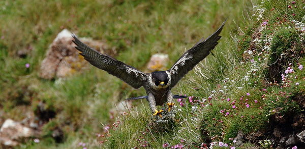 Close-up of eagle flying against plants