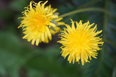 Close-up of yellow flower