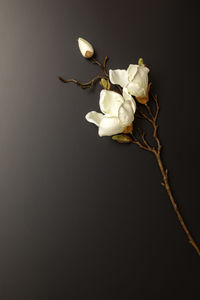 Close-up of wilted plant against black background