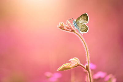 Close-up of butterfly on plant