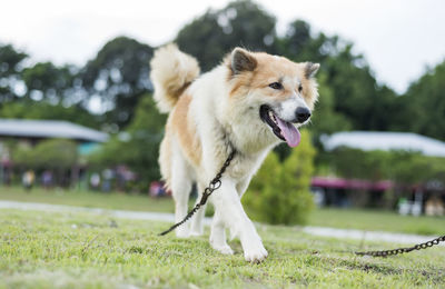 Dog running on field