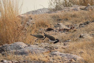 View of birds on land