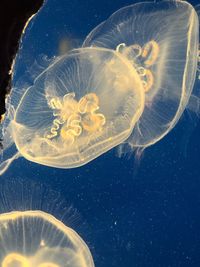 Close-up of jellyfish swimming in sea