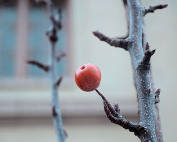 Close-up of apple on tree during winter