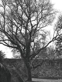 Bare tree against sky