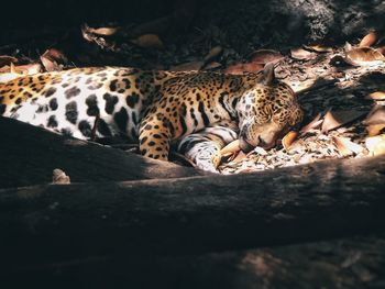 High angle view of tiger sleeping on field in forest