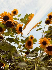 Close-up of yellow flowering plant against sky