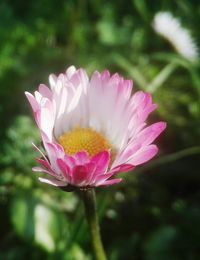 Close-up of pink flower blooming outdoors