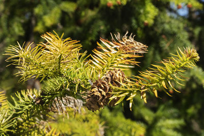  branch of cunninghamia tree  called china fur , a coniferous tree with thin needles and brown cones