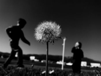 Close-up of dandelion