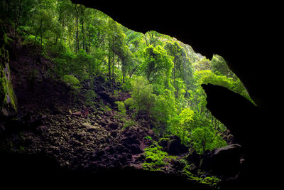 View of rocks in forest