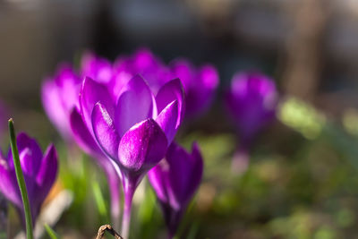 Close-up of purple crocus flowers