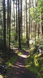 Footpath passing through forest