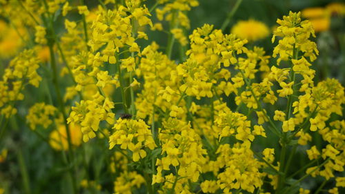 Yellow flowering plants on field