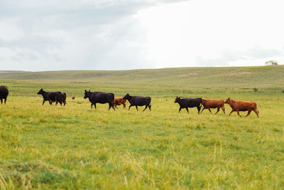 Horses in a field