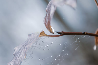 Close-up of water drops on rusty metal