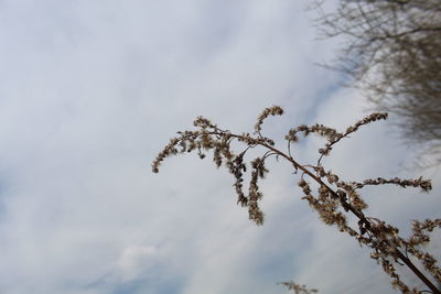 Low angle view of plant against sky