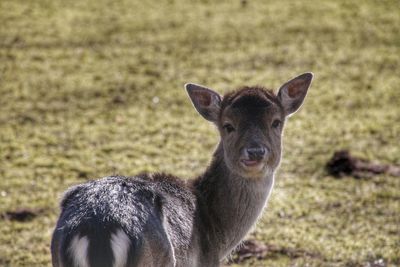 Portrait of deer on field