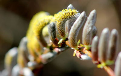 Close-up of flowers