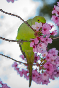 Close-up of pink perching on tree