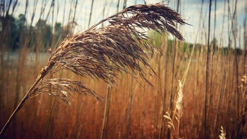 Close-up of wheat growing on field