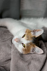 Closeup portrait of funny, cute, beautiful tree-colored ginger domestic cat. internatinal cat day. 