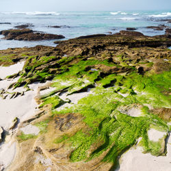 High angle view of moss on beach