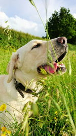 Close-up of dog on field against sky