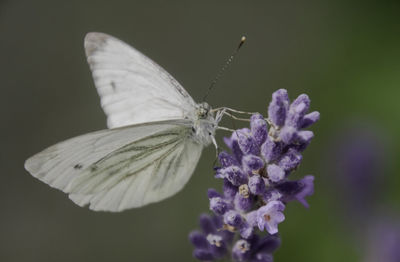 Close-up of butterfly on purple flower