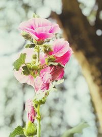 Close-up of pink flowers blooming outdoors