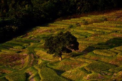 High angle view of trees on field