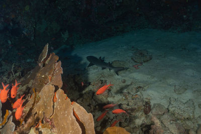 Close-up of fish swimming in sea