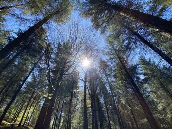 Low angle view of sunlight streaming through trees in forest