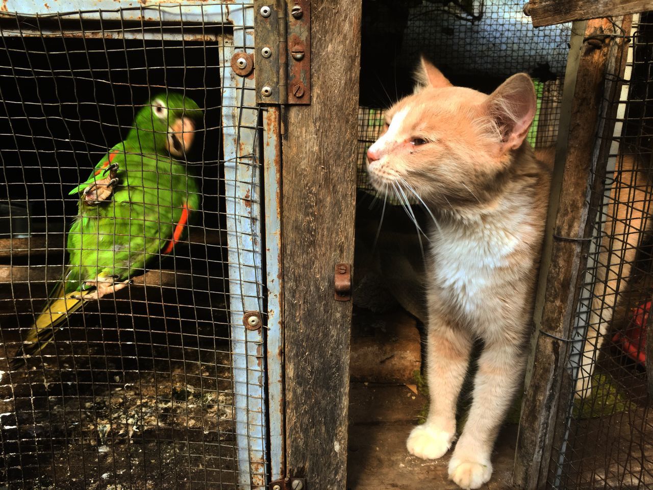 animal themes, cage, pets, domestic animals, one animal, sunlight, domestic cat, animals in captivity, mammal, no people, shadow, day, outdoors, portrait, feline, close-up