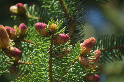 Close-up of spruce blossom on branch